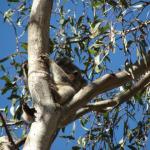 Raymond Island - Koalas
